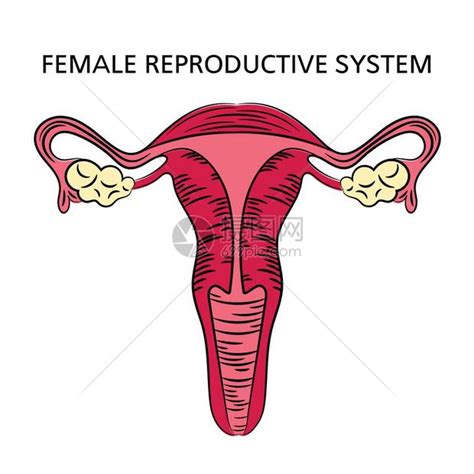 女人 身體|女性生殖系統